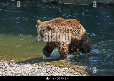 Kodiak Bären Stockfoto