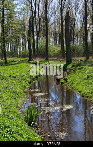 Naturschutzgebiet in Meerbusch, NRW, Deutschland. Stockfoto