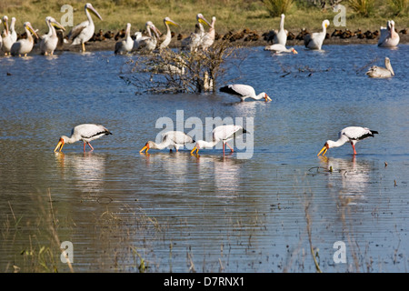 gelb-billed Storch Stockfoto