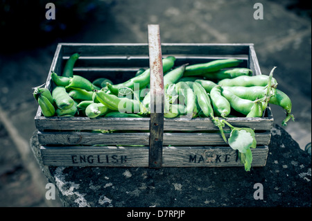 Ein Gärtner aus Holz Korb gefüllt mit frisch gepflückten Englisch einschließlich Saubohnen Bio-Gemüse. Stockfoto