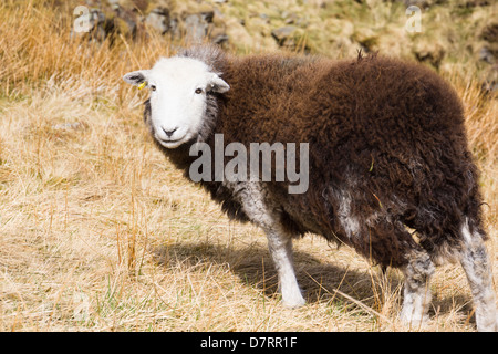 Herdwick Schafe füttern in das Tal von Coledale Beck im Lake District. Stockfoto