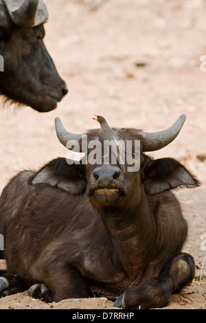 Büffel und gelb-billed oxpecker Stockfoto