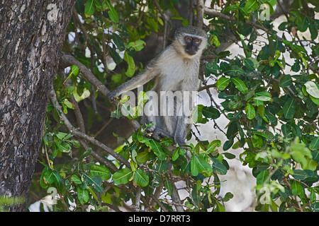 Vervet Affen Stockfoto