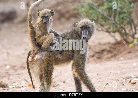 Chacma Pavian Stockfoto