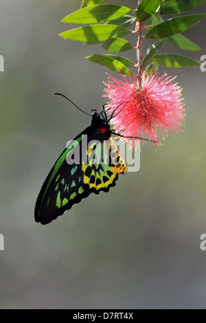 Cairns Birdwing Schmetterling, (Ornithoptera Euphorion) feste auf Bottlebrush, Murray Falls, Queensland, Australien Stockfoto