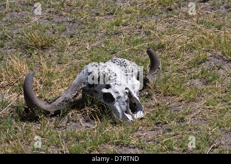 Cape bufallo Stockfoto