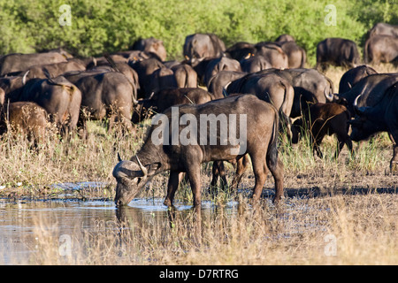 Büffel am Wasserloch Stockfoto