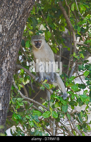 Vervet Affen Stockfoto