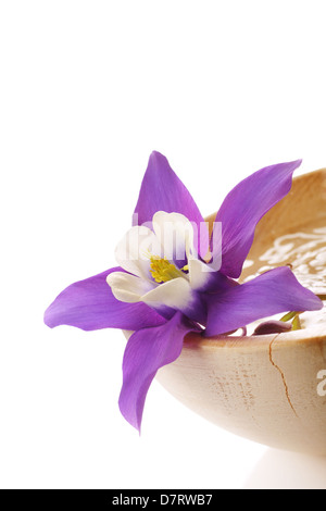 Schöne Akelei Blume, Mini-Sterne Vielzahl. in hölzernen Wasserschale gelegt. Stockfoto