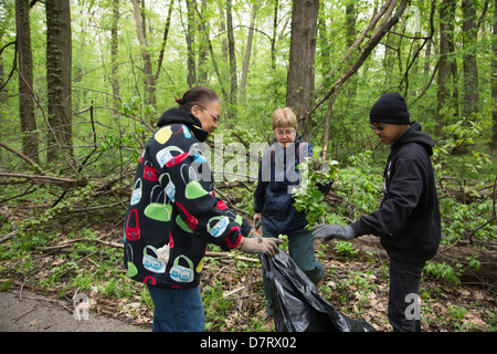 Freiwillige entfernen die invasive Knoblauchsrauke von einem Stadtpark in Detroit Stockfoto