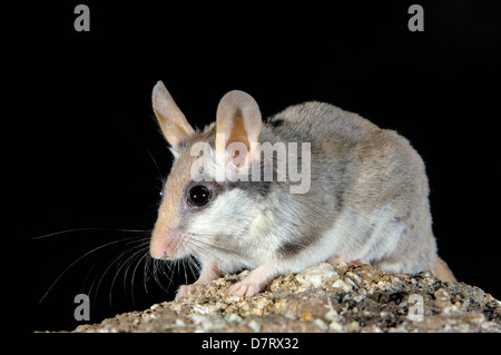 Garten-Siebenschläfer (Eliomys Quercinus), Andujar, Provinz Jaen, Andalusien, Spanien Stockfoto