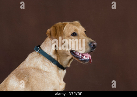 Gelber Labrador Retriever Stockfoto