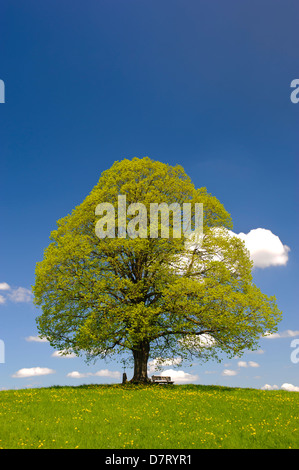 Single big Linde im Frühjahr Stockfoto