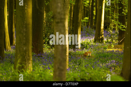 Ein einsamer Fuchs sitzt auf einer bewaldeten Lichtung unter der Feder Glockenblumen, genießen die Sonne am frühen Morgen. Stockfoto