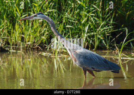 USA, Oregon, Baskett Slough National Wildlife Refuge, Great Blue Heron (Ardea Herodias) Jagd Stockfoto