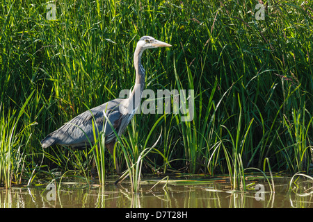 USA, Oregon, Baskett Slough National Wildlife Refuge, Great Blue Heron (Ardea Herodias) Jagd Stockfoto