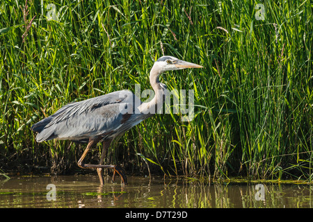 USA, Oregon, Baskett Slough National Wildlife Refuge, Great Blue Heron (Ardea Herodias) Jagd Stockfoto