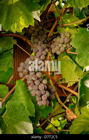 USA, Oregon, Keizer, Pinot Gris Trauben. Digital Composite, HDR Stockfoto