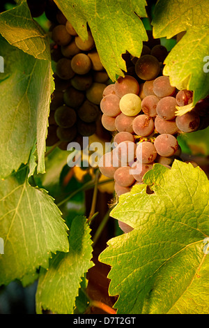 USA, Oregon, Keizer, Pinot Gris Trauben. Digital Composite, HDR Stockfoto