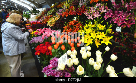 Eine Frau, Blick auf die Anzeige von Tulpen und Lilien auf bei Harrogate Spring Flower Show Yorkshire Stockfoto