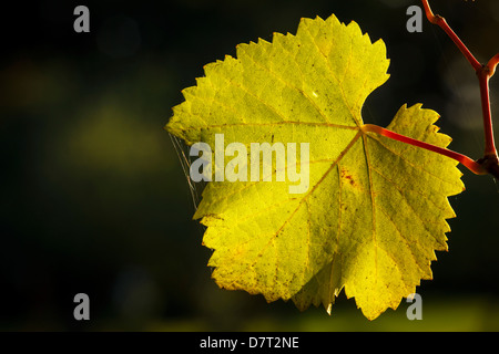 USA, Oregon, Keizer, Pinot Gris Blatt Stockfoto