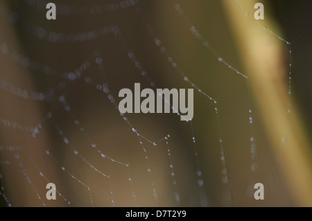 Frühe Morgentau auf Spinnennetz Stockfoto