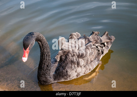 Schwarzer Schwan, St James Park, London, UK Stockfoto