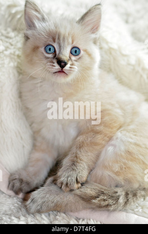 Eine niedliche, blauäugig, gemischt Siamesen, Balinesen Kitten Porträt. Stockfoto