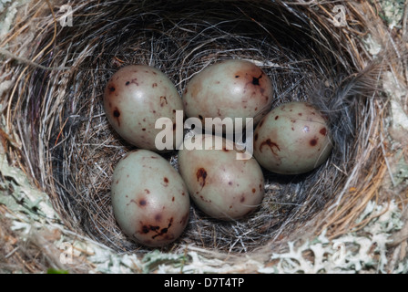 Der Buchfink Vogel nest mit 5 Eiern Nahaufnahme. Stockfoto