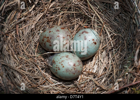 Mistle Trush Nest mit drei Eiern Nahaufnahme Stockfoto