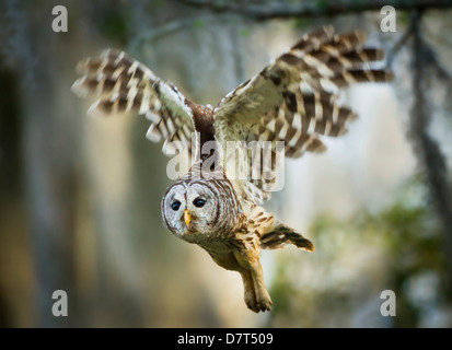 Streifenkauz (Strix Varia) Erwachsenen während des Fluges. Stockfoto