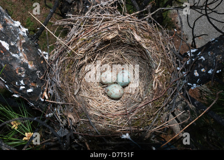 Misteldrossel Soor Nest auf einem Baum mit drei Eiern. Stockfoto