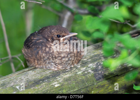 Gemeinsamen Amsel Küken ruht auf einem Baumstamm Stockfoto