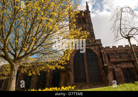 Wolverhampton St. Peter's Collegiate Church zu Ostern mit Bäumen im Frühjahr blühen, und gelbe Narzissen auf den kirchlichen Gärten Stockfoto