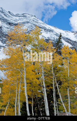 Goldene Aspen Bäume in Herbstfarben mit Schnee am Berg Superior. Uinta-Wasatch-Cache National Forest, Utah Stockfoto