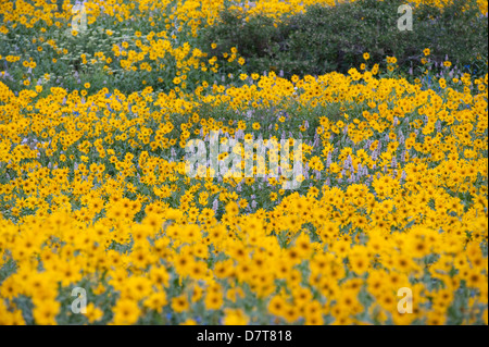 Bereich der Wildblumen. Uinta-Wasatch-Cache National Forest in der Nähe von Mantua, Utah Stockfoto