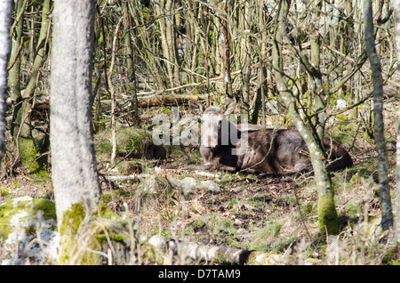 Weibliche Elche oder Eurasische Elch, alces alces, in seiner natürlichen Umgebung Stockfoto