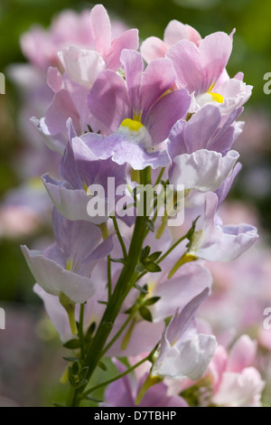 Nemesia Amelie Blume in voller Blüte Fleurame Nemesia Opal Unschuld Stockfoto