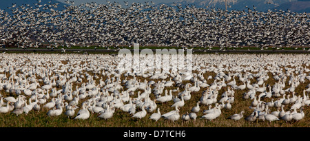 Schneegänse, Skagit Valley, Washington, USA Stockfoto