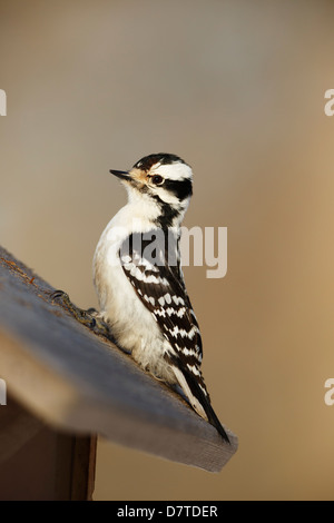 Ein Dunenspecht (Picoides Pubescens) auf ein Futterhäuschen für Vögel sitzen. Stockfoto