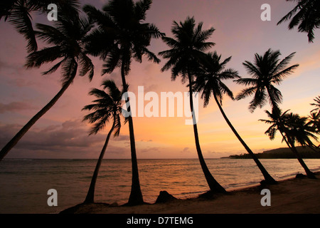 Palmen am Strand von Las Galeras, Sonnenaufgang, Halbinsel Samana, Dominikanische Republik Stockfoto