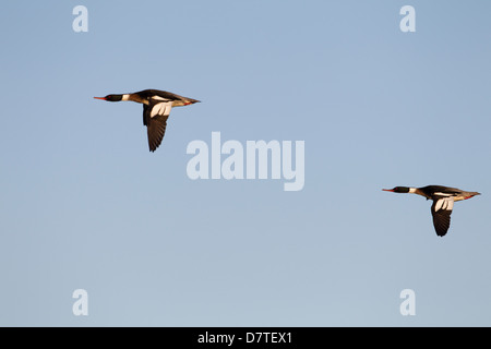 Red-breasted Prototyp (Mergus Serrator), zwei Männchen im Flug Stockfoto