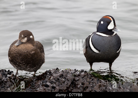 Harlekin Ente (Histrionicus Histrionicus Histrionicus), männliche in der Zucht Gefieder und weibliche ruht auf einem Felsen-Steg Stockfoto