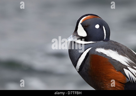 Harlekin Ente (Histrionicus Histrionicus Histrionicus), männliche in der Zucht Gefieder ruht auf einem Felsen-Steg Stockfoto