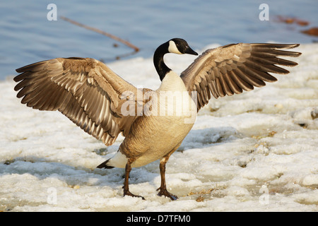 Kanada-Gans am Ufer des Mississippi River mit ausgebreiteten Flügeln. Stockfoto