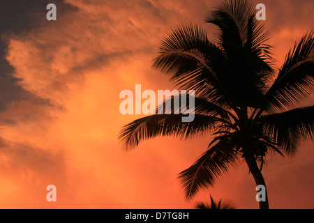 Silhouette der Palme bei Sonnenuntergang Stockfoto