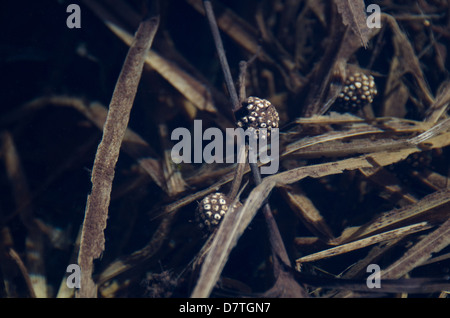 Letztes Jahr Bur-Reed (Sparganium) Samen, wahrscheinlich einen Befall mit Schmutz Stockfoto