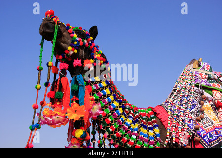 Porträt von geschmückten Kamel, Jaisalmer, Rajasthan, Indien Stockfoto