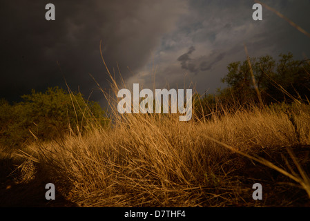 Grasland und Mesquite Bäume auf der Ost Seite, Tucson, Arizona, Sonora-Wüste, USA. Stockfoto