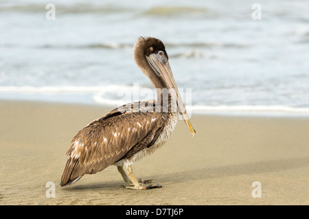 Brauner Pelikan (Pelecanus Occidentalis Carolinensis) im El Rompio Strand in Panama Stockfoto